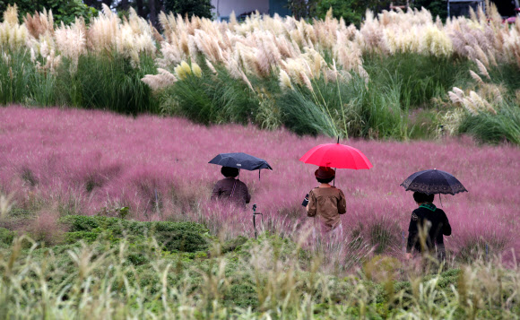 핑크빛 정원에서 가을 정취 만끽