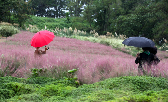 핑크빛 정원에서 가을 정취 만끽