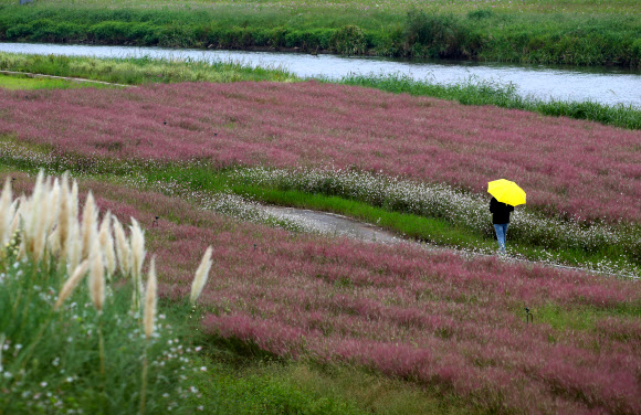 핑크뮬리 정원에서 가을 산책