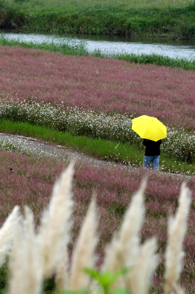 핑크뮬리 정원에서 가을 산책