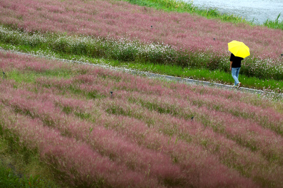 핑크뮬리 정원에서 가을 산책