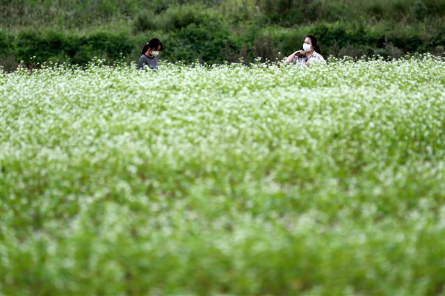 메밀꽃밭 거닐며