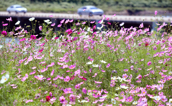 ‘코스모스 가득’