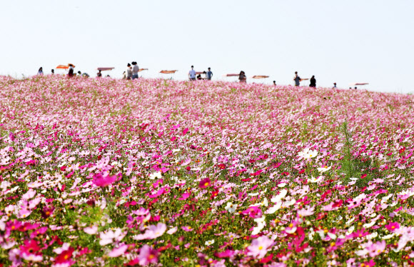 활짝 핀 코스모스