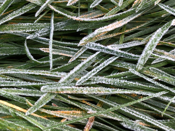 쌀쌀한 아침기온을 보인 21일 오전 강원 평창군 용평지역에 서리가 관측됐다. 2020.9.21   용평리조트 제공