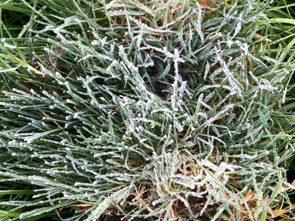 쌀쌀한 아침기온을 보인 21일 오전 강원 평창군 용평지역에 서리가 관측됐다. 2020.9.21   용평리조트 제공