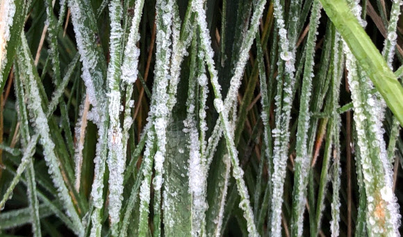 쌀쌀한 아침기온을 보인 21일 오전 강원 평창군 용평지역에 서리가 관측됐다. 2020.9.21   용평리조트 제공