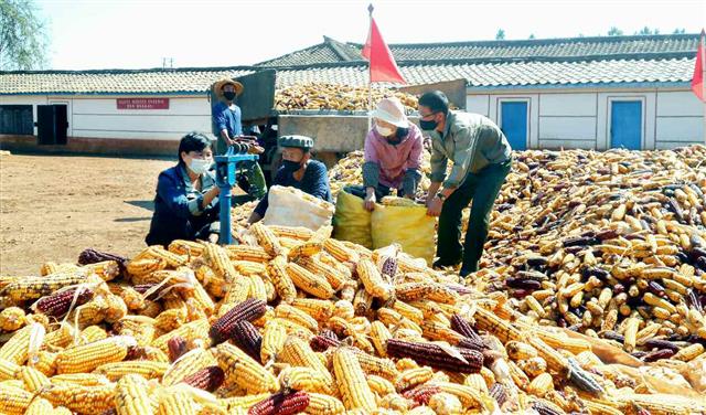 북한 노동당 기관지 노동신문은 21일 평양시 역포구역 용산협동농장의 강냉이(옥수수) 수확 소식을 전했다. 신문은 “지금 여기서는 가을걷이가 마감 단계에서 추진되고 있다”라며 “가을걷이를 해제끼는 이들의 열의로 하여 실적이 부쩍부쩍 뛰어오른다”라고 보도했다. 평양 노동신문=뉴스1