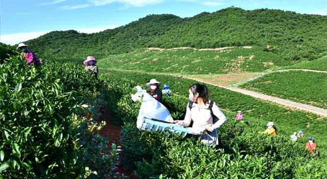 북한 노동당 기관지 노동신문은 22일 유명 차(?) 재배지인 금동은정차재배원을 방문해 찻잎 수확을 독려했다. 신문은 차 수확에 나선 여성 노동자들을 조명하며 “처녀들의 여문 일솜씨에 감탄을 금치 못했다”라고 전했다. 평양 노동신문=뉴스1