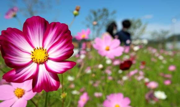 22일 대전통영고속도로 산청IC 인근 축제광장에 가을의 전령사 코스모스가 꽃망울을 터트리고 있다. 2020.9.22  산청군 제공