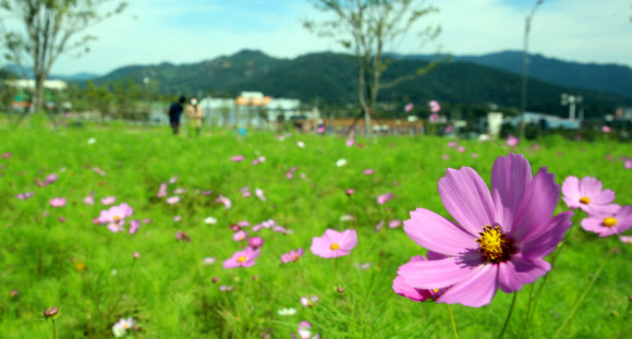 22일 대전통영고속도로 산청IC 인근 축제광장에 가을의 전령사 코스모스가 꽃망울을 터트리고 있다. 2020.9.22  산청군 제공