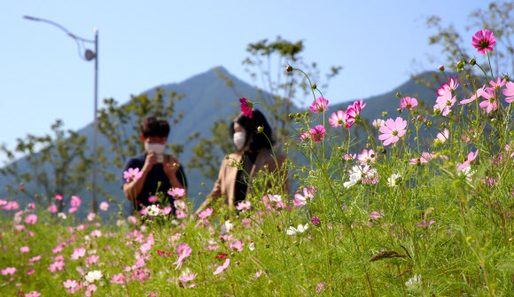 22일 대전통영고속도로 산청IC 인근 축제광장에 가을의 전령사 코스모스가 꽃망울을 터트리고 있다. 2020.9.22  산청군 제공
