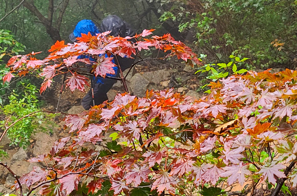 24일 강원 양양군 설악산 국립공원 한계령 구간에서 등산객이 단풍을 감상하며 발걸음을 옮기고 있다. 2020.9.24  연합뉴스