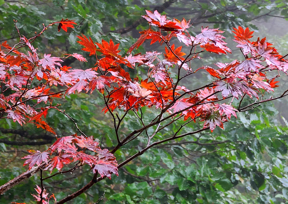 24일 강원 양양군 설악산 국립공원 한계령 구간의 단풍이 서서히 물들고 있다. 2020.9.24  연합뉴스