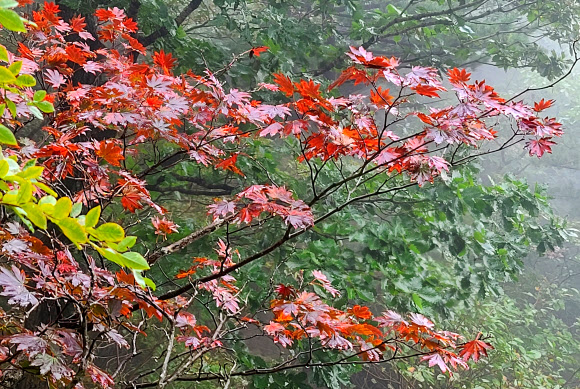 24일 강원 양양군 설악산 국립공원 한계령 구간의 단풍이 서서히 물들고 있다. 2020.9.24  연합뉴스