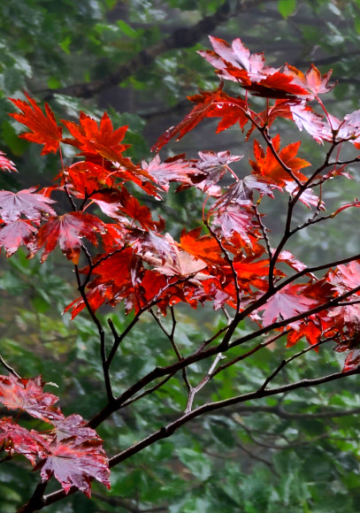24일 강원 양양군 설악산 국립공원 한계령 구간의 단풍이 서서히 물들고 있다. 2020.9.24  연합뉴스