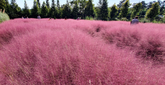 분홍빛으로 물든 수목원