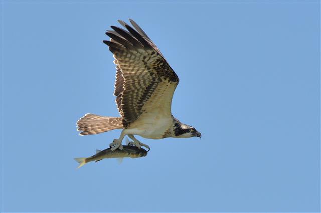 형산강 물수리의 물고기 사냥