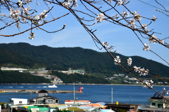 가을에 핀 벚꽃