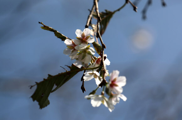 가을하늘을 배경으로 핀 벚꽃