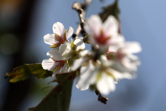 가을하늘을 배경으로 핀 벚꽃