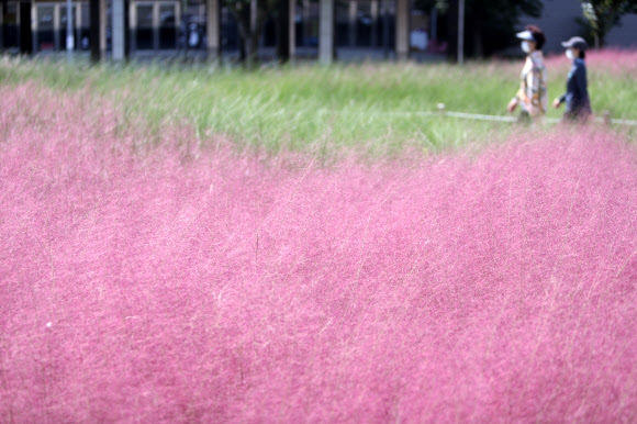 분홍빛으로 물든 가을