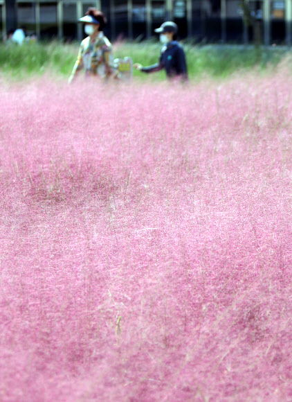 분홍빛으로 물든 가을