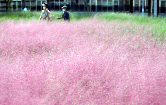 분홍빛으로 물든 가을