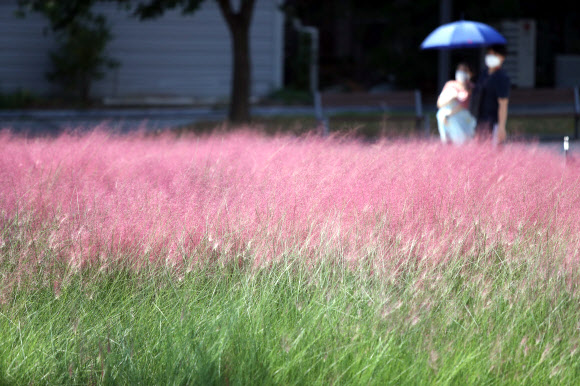 분홍빛으로 물든 가을