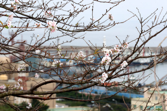 4일 오전 제주시 건입동 사라봉 입구에 때아닌 벚꽃이 활짝 피어 오가는 이들의 눈길을 사로잡고 있다. 2020.10.4  연합뉴스