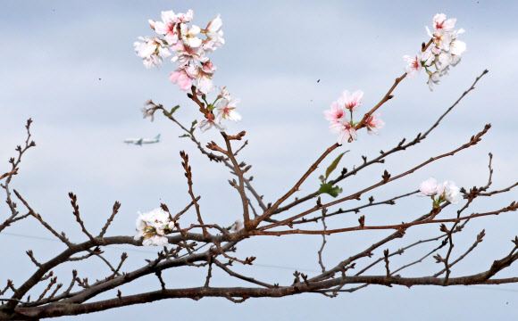 4일 오전 제주시 건입동 사라봉 입구에 때아닌 벚꽃이 활짝 피어 오가는 이들의 눈길을 사로잡고 있다. 2020.10.4  연합뉴스