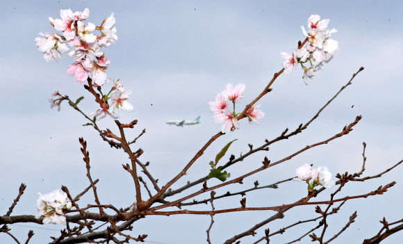 4일 오전 제주시 건입동 사라봉 입구에 때아닌 벚꽃이 활짝 피어 오가는 이들의 눈길을 사로잡고 있다. 2020.10.4  연합뉴스