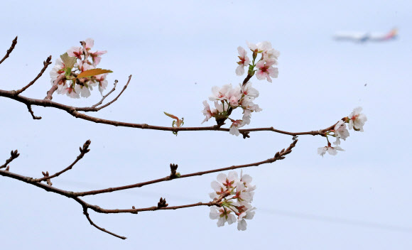 4일 오전 제주시 건입동 사라봉 입구에 때아닌 벚꽃이 활짝 피어 오가는 이들의 눈길을 사로잡고 있다. 2020.10.4  연합뉴스