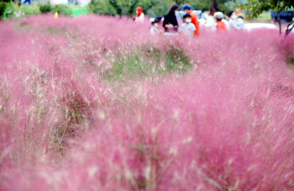 가을 산책 즐기는 나들이객