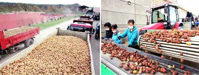 북한 노동당 기관지 노동신문은 5일 “삼지연감자가루생산공장의 일꾼들과 노동자들이 당 창건 75돌과 당 제 8차 대회를 자랑찬 노력적 성과로 맞이하기 위한 증산돌격전의 불길을 세차게 지펴 올리고 있다”라며 공장의 생산 실적이 지난해 같은 시기에 비해 높다고 보도했다. 사진은 양강도에서 수확한 감자.  평양 노동신문=뉴스1