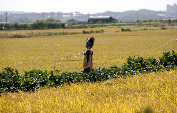 5일 경기 파주의 들녘이 수확의 계절 가을을 맞아 누렇게 익어가고 있다. 2020.10.5  연합뉴스