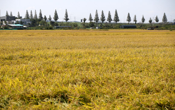 5일 경기 파주의 들녘이 수확의 계절 가을을 맞아 누렇게 익어가고 있다. 2020.10.5  연합뉴스