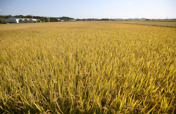 5일 경기 파주의 들녘이 수확의 계절 가을을 맞아 누렇게 익어가고 있다. 2020.10.5  연합뉴스