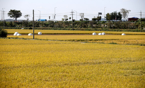 5일 경기 파주의 들녘이 수확의 계절 가을을 맞아 누렇게 익어가고 있다. 2020.10.5  연합뉴스