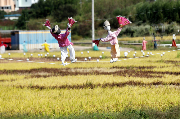5일 오후 전남 순천시 별량면의 논에 500여개의 허수아비가 세워져 있다. 2020.10.5  연합뉴스