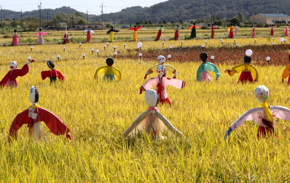 5일 오후 전남 순천시 별량면의 논에 500여개의 허수아비가 세워져 있다. 2020.10.5  연합뉴스