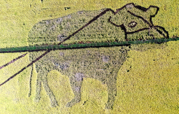 5일 오후 전남 순천시 별량면의 논에 무당벌레, 흑두루미와 짱뚱어, 쟁기질하는 농부를 그린 논아트를 배경으로 500여개의 허수아비가 세워져 가을 정취를 물씬 풍기고 있다. 2020.10.5  연합뉴스