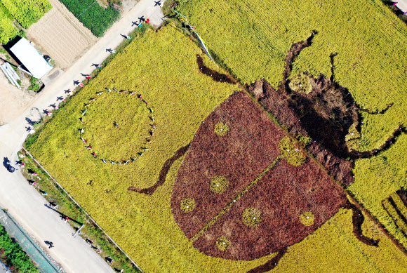 5일 오후 전남 순천시 별량면의 논에 무당벌레, 흑두루미와 짱뚱어, 쟁기질하는 농부를 그린 논아트를 배경으로 500여개의 허수아비가 세워져 가을 정취를 물씬 풍기고 있다. 2020.10.5  연합뉴스