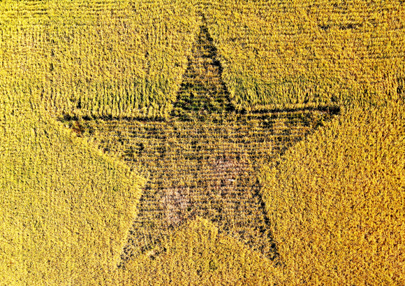 5일 오후 전남 순천시 별량면의 논에 논아트가 새겨져 있다. 2020.10.5  연합뉴스