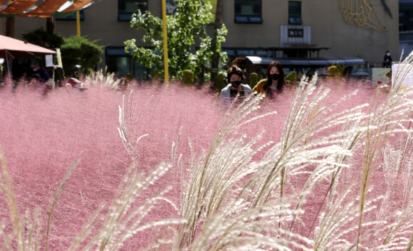 6일 오후 조계사를 찾은 시민들이 국화로 만든 조형물과 핑크뮬리를 보고 있다. 오는 10일부터 조계사에서는 국화향기 나눔전이 열릴 예정이다. 2020.10.6 연합뉴스