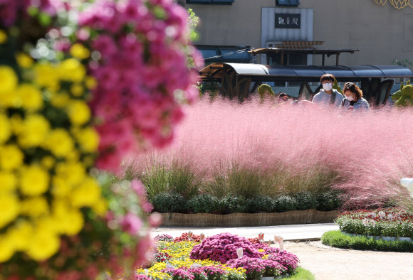 6일 오후 조계사를 찾은 시민들이 국화로 만든 조형물과 핑크뮬리를 보고 있다. 오는 10일부터 조계사에서는 국화향기 나눔전이 열릴 예정이다. 2020.10.6  연합뉴스