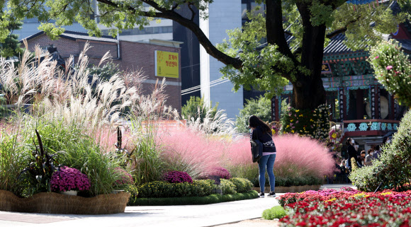 6일 오후 조계사를 찾은 시민들이 국화로 만든 조형물과 핑크뮬리를 보고 있다. 오는 10일부터 조계사에서는 국화향기 나눔전이 열릴 예정이다. 2020.10.6  연합뉴스