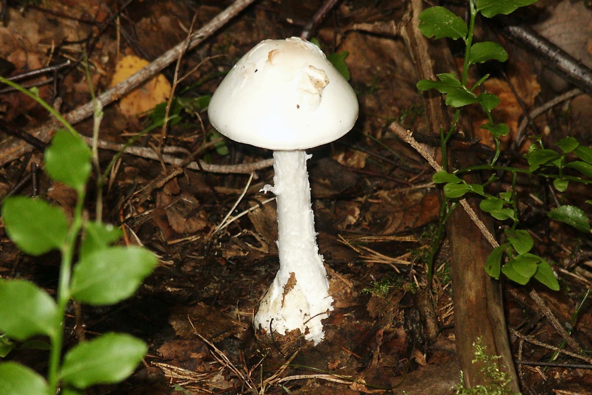 독우산광대버섯.  위키피디아