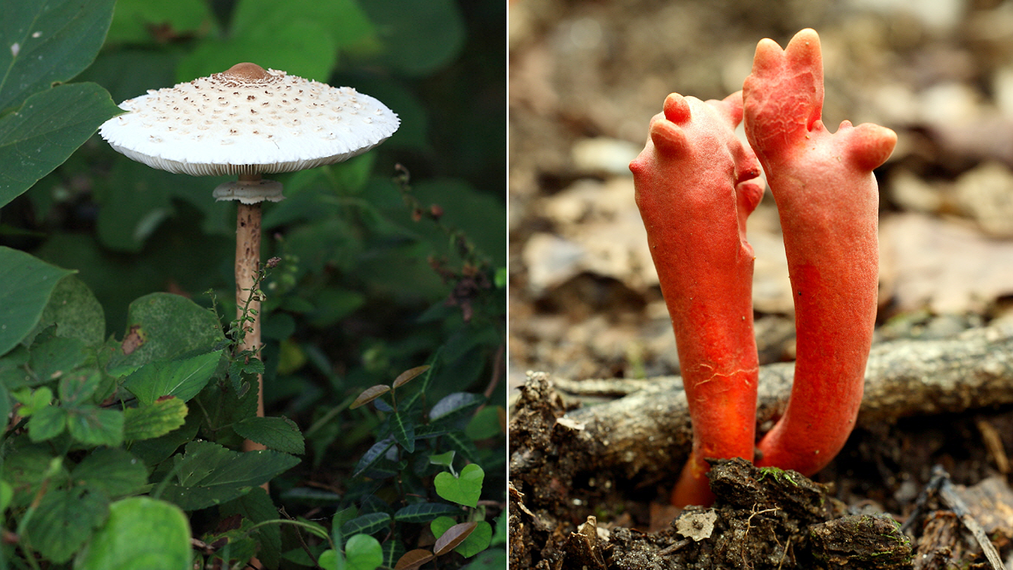 식용버섯으로 잘 알려진 ‘큰갓버섯’(왼쪽)은 생긴 모양으로 한꺼번에 구분했으나 일부에서 DNA 차이가 확인돼 다른 종으로 분류됐다.  독버섯으로 분류된 ‘붉은사슴뿔버섯’(오른쪽)은 어린 시기 영지(불로초)와 모양이 비슷해 종종 중독사고를 일으킨다. 이 버섯은 사슴뿔버섯 종류에서 트리코데르마(Trichoderma) 종류로 변경됐다.  국립수목원 제공