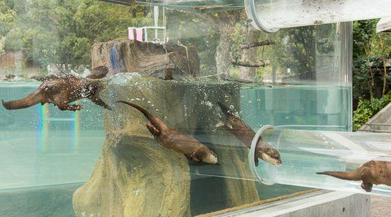 오산천의 상징인 수달.<br>오산시 제공